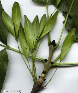 Fraxinus excelsior – jasan ztepilý
