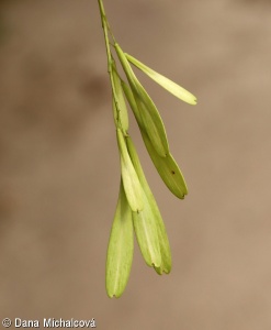 Fraxinus pennsylvanica – jasan pensylvánský