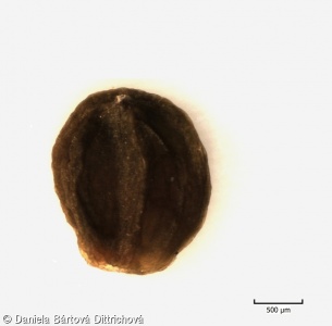 Fumaria officinalis – zemědým lékařský