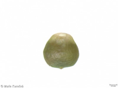 Fumaria officinalis – zemědým lékařský