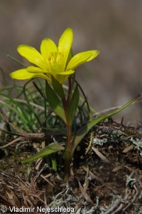 Gagea bohemica subsp. bohemica – křivatec český pravý
