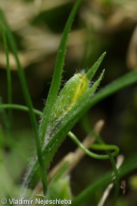 Gagea bohemica subsp. saxatilis – křivatec český skalní
