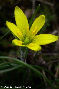 Gagea bohemica subsp. saxatilis – křivatec český skalní