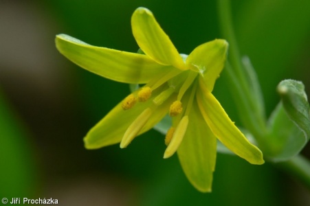 Gagea lutea – křivatec žlutý
