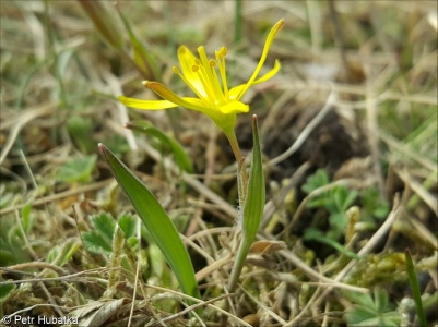 Gagea pratensis agg. – okruh křivatce lučního