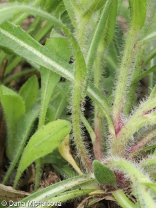 Gaillardia pulchella – kokarda sličná