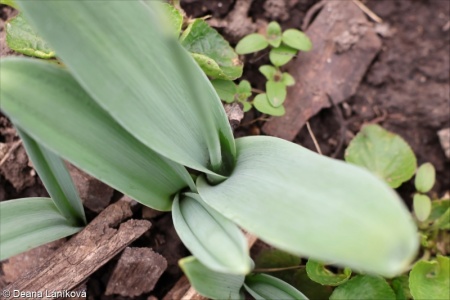 Galanthus elwesii