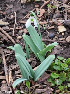 Galanthus elwesii – sněženka Elwesova