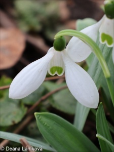 Galanthus elwesii