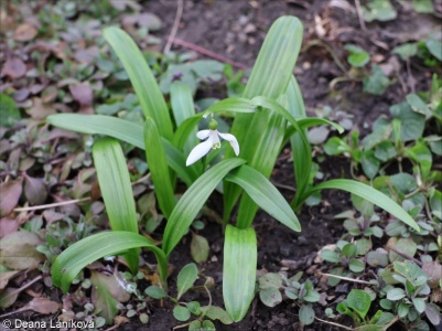 Galanthus woronowii – sněženka Woronowa