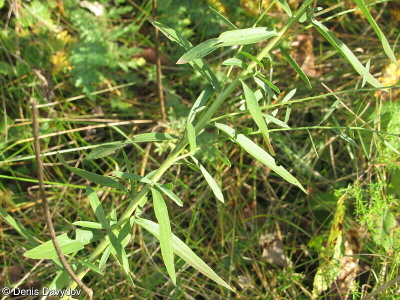 Galatella sedifolia