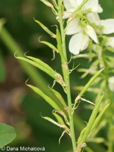 Galega officinalis – jestřabina lékařská