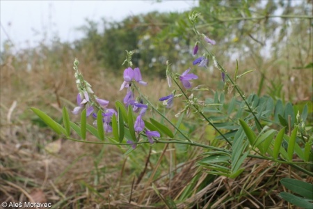 Galega officinalis – jestřabina lékařská