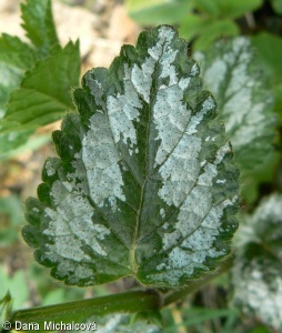 Galeobdolon argentatum – pitulník postříbřený
