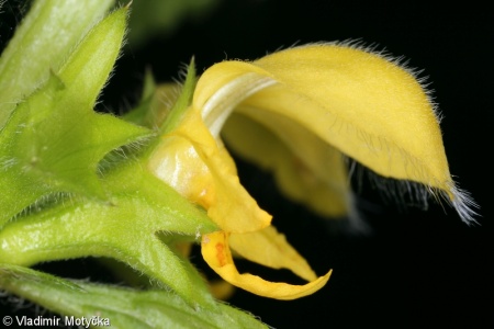 Galeobdolon luteum agg. – okruh pitulníku žlutého