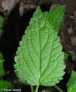 Lamium galeobdolon subsp. montanum