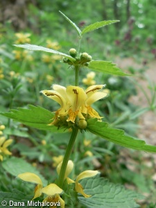 Galeobdolon luteum agg. – okruh pitulníku žlutého