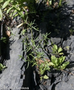 Galeopsis ladanum agg. – okruh konopice širolisté