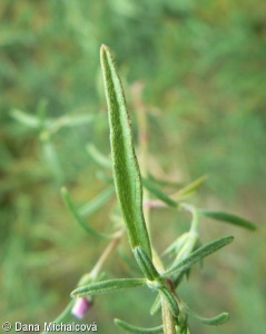 Galeopsis angustifolia – konopice úzkolistá