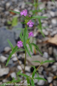 Galeopsis angustifolia – konopice úzkolistá
