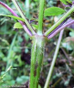 Galeopsis tetrahit agg. – okruh konopice polní