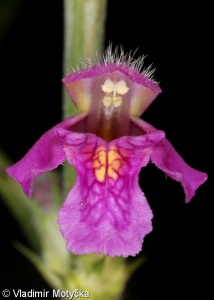 Galeopsis pubescens – konopice pýřitá