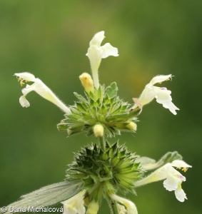 Galeopsis segetum – konopice bledožlutá