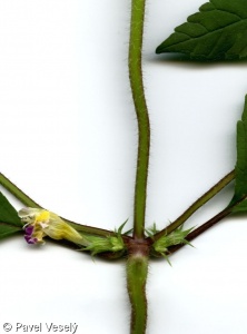 Galeopsis speciosa – konopice sličná