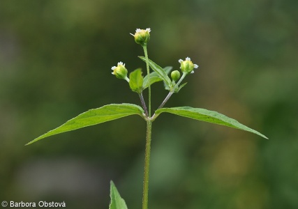 Galinsoga parviflora – pěťour maloúborný