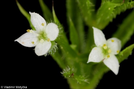 Galium aparine agg. &ndash; okruh svízele přítuly