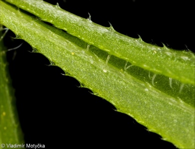 Galium aparine agg. &ndash; okruh svízele přítuly