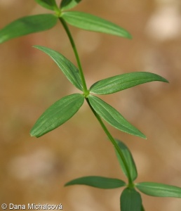 Galium boreale subsp. boreale – svízel severní pravý