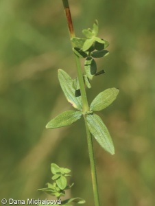 Galium boreale subsp. exoletum – svízel severní volyňský