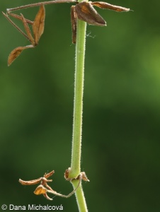 Galium boreale subsp. exoletum – svízel severní volyňský