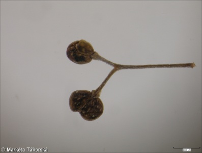 Galium pumilum agg. – okruh svízele nízkého
