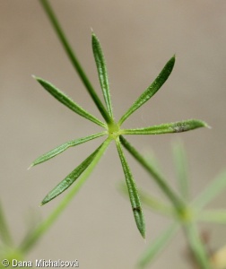Galium pumilum agg. – okruh svízele nízkého