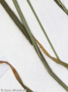 Gaudinia fragilis – lámavka křehká