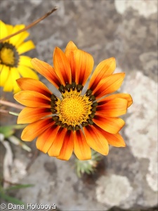 Gazania rigens