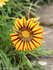 Gazania rigens