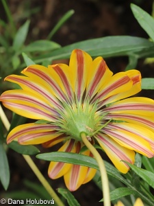 Gazania rigens