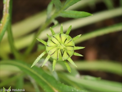 Gazania rigens