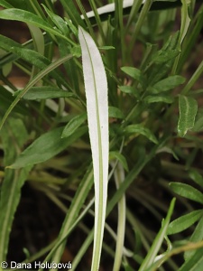 Gazania rigens