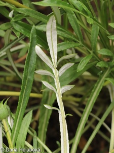 Gazania rigens