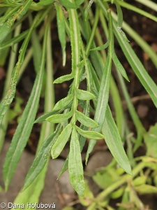 Gazania rigens