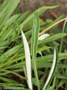 Gazania rigens