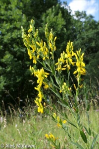 Genista tinctoria – kručinka barvířská