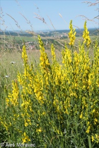Genista tinctoria &ndash; kručinka barvířská