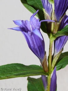 Gentiana asclepiadea – hořec tolitovitý