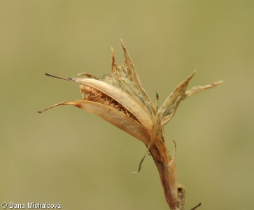 Gentiana asclepiadea – hořec tolitovitý
