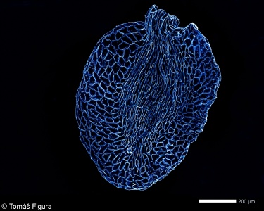 Gentiana asclepiadea